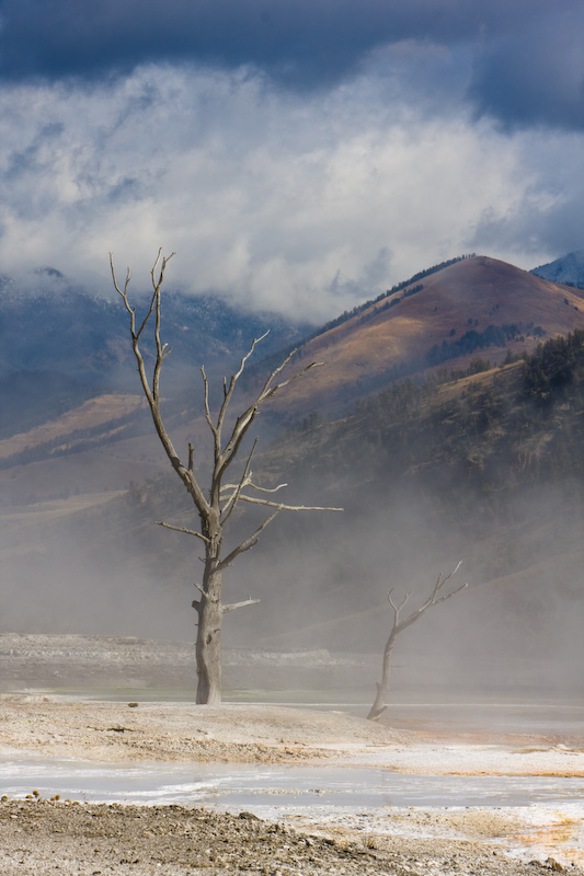 Dead Trees On Hot Spring